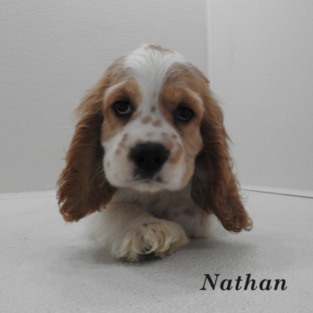 puppy, for, sale, Cocker Spaniel, Joe & Cherri  Overlease, dog, breeder, Miller, MO, dog-breeder, puppy-for-sale, forsale, nearby, find, puppyfind, locator, puppylocator, aca
